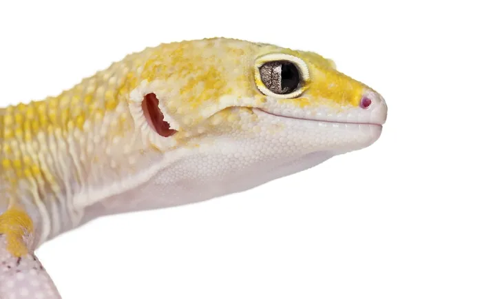 Framed Print : Side close-up of a gecko, isolated on white Framed Print : Side close-up of a gecko, isolated on white