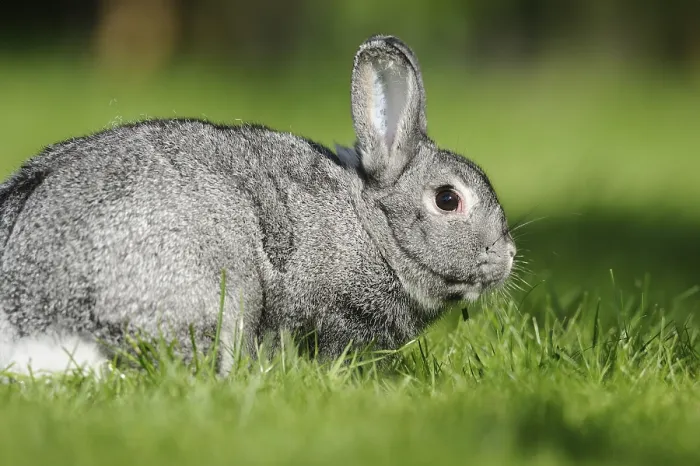 Framed Print : Close-up of a grey chinchilla rabbit on a green meadow in spring