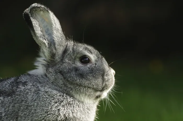 Framed Print : Close-up of a grey hare against a dark background Framed Print : Close-up of a grey hare against a dark background