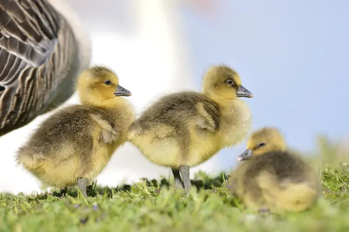 Framed Print : Close-up of Greylag Goose (Anser anser) chicks on a medow in spring Framed Print : Close-up of Greylag Goose (Anser anser) chicks on a medow in spring