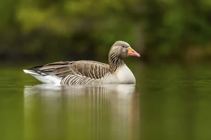 Framed Print : Close-up of a Greylag Goose (Anser anser) swimming in the water in spring Framed Print : Close-up of a Greylag Goose (Anser anser) swimming in the water in spring
