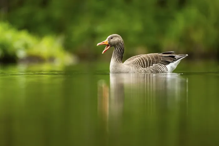 Framed Print : Close-up of a Greylag Goose (Anser anser) swimming in the water in spring