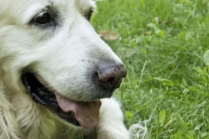 Framed Print : Close-up of a happy golden retriever with white fur on grass outdoors