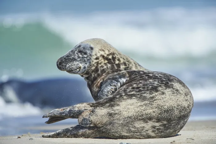 Framed Print : Close-up of harbor or harbour seal (Phoca vituliana vitulina) in spring (april)