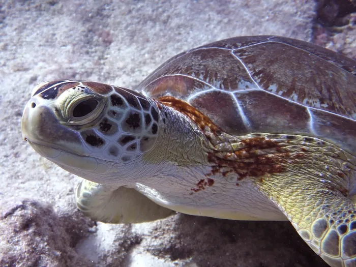 Framed Print : Close-up of a Hawksbill sea turtle (Eretmochelys imbricata imbricata) with conspicuous pattern