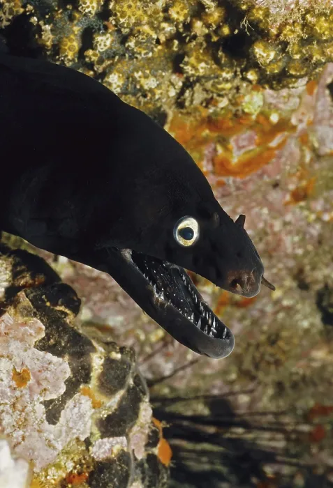 Framed Print : Close-up of head of black moray eel (Muraena augusti)