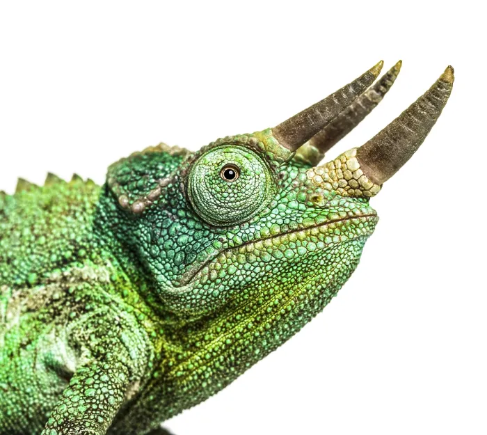 Framed Print : Close-up on a head of a Jackson's horned chameleon Framed Print : Close-up on a head of a Jackson's horned chameleon