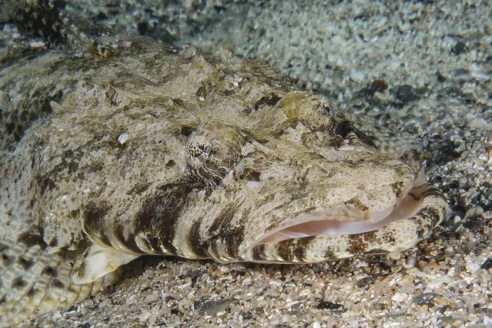 Framed Print : Close-up of head and mouth of crocodile fish (Papilloculiceps longiceps)