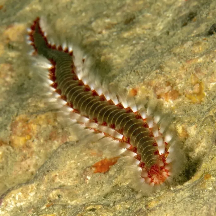 Framed Print : Close-up of heavily nettled bearded fireworm (Hermodice carunculata)
