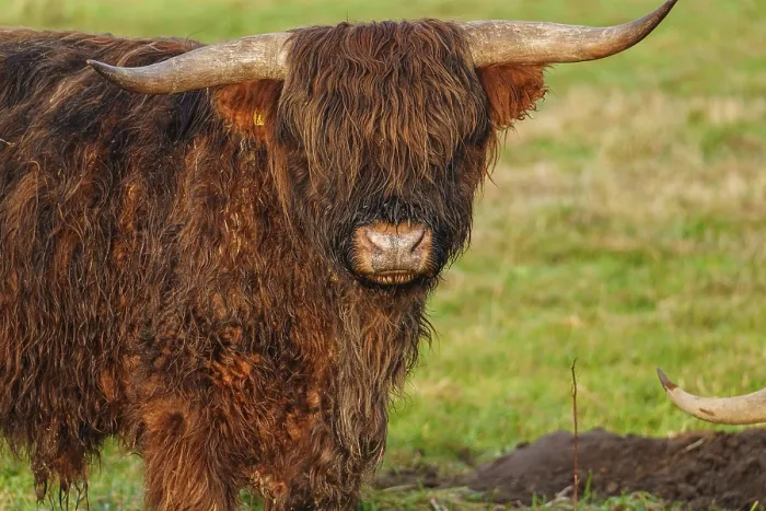 Framed Print : Close-up of a Highland cattle with visible horns and shaggy fur