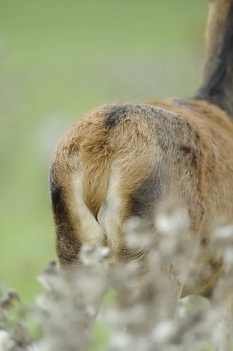 Framed Print : Close-up of the hindquarters of a roe deer