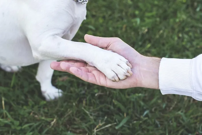 Framed Print : Close-up of human hand gently holding dog paw on green grass background