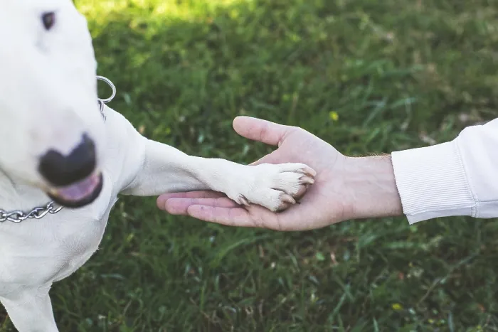 Framed Print : A close-up of a human hand gently holding a white dogs paw
