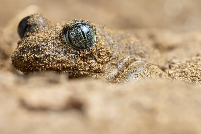Framed Print : A close-up image of a common spadefoot toad