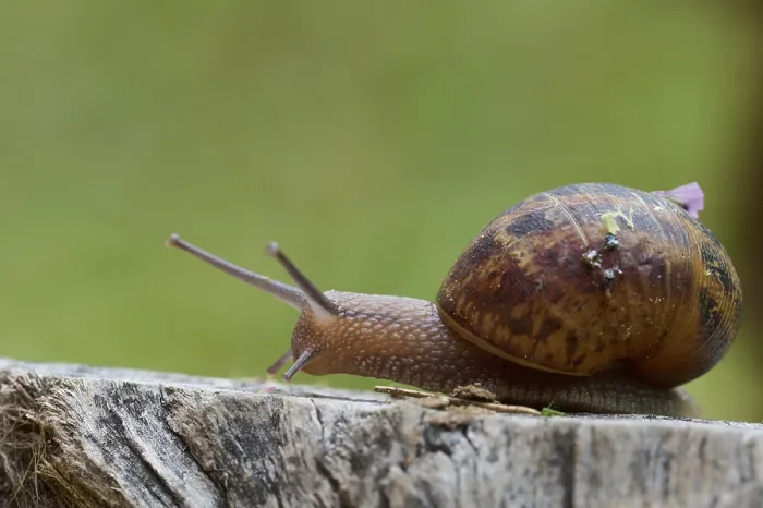 Framed Print : Close-up image of a snail with a brown shell moving on a rugged wooden surface