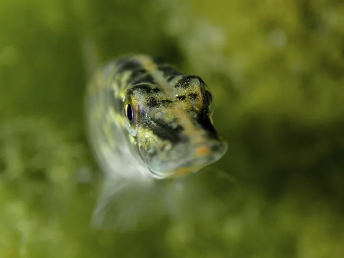 Framed Print : Close-up of juvenile pike (Esox lucius) looking curiously towards the camera Framed Print : Close-up of juvenile pike (Esox lucius) looking curiously towards the camera