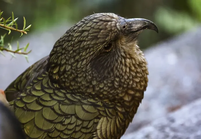 Framed Print : Close-up of a keas with detailed feathers in shades of brown and green