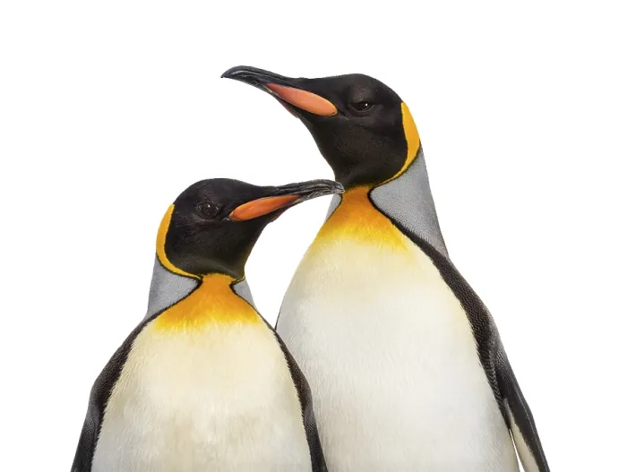 Framed Print : Close-up of two king penguins, isolated on white