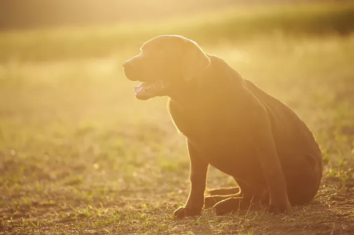 Framed Print : Close-up of a Labrador Retriever on a meadow in late summer Framed Print : Close-up of a Labrador Retriever on a meadow in late summer