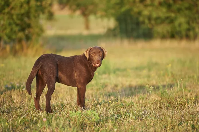 Framed Print : Close-up of a Labrador Retriever on a meadow in late summer Framed Print : Close-up of a Labrador Retriever on a meadow in late summer