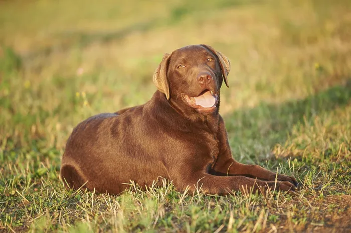 Framed Print : Close-up of a Labrador Retriever on a meadow in late summer Framed Print : Close-up of a Labrador Retriever on a meadow in late summer
