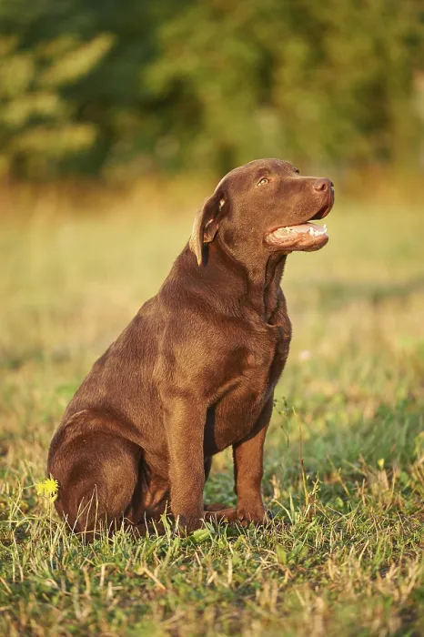 Framed Print : Close-up of a Labrador Retriever on a meadow in late summer