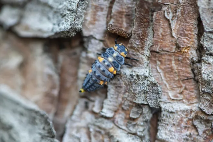 Framed Print : Close-up of a ladybird larvae on a tree