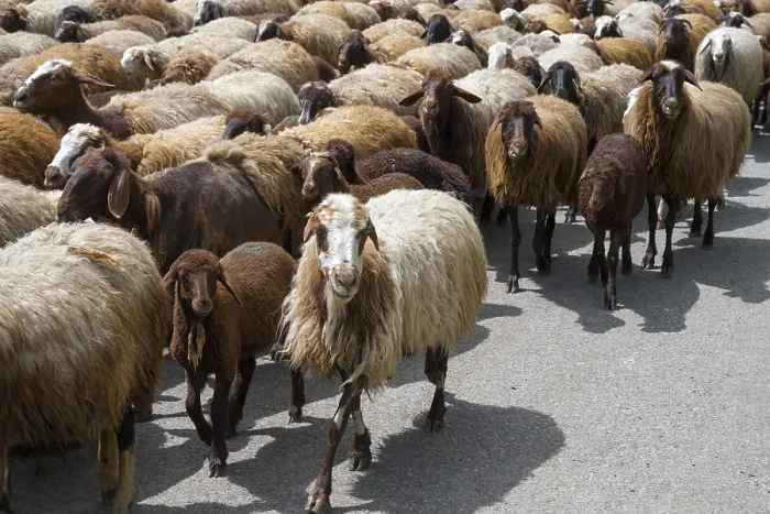 Framed Print : Close-up of a large herd of goats walking along a rural road Framed Print : Close-up of a large herd of goats walking along a rural road