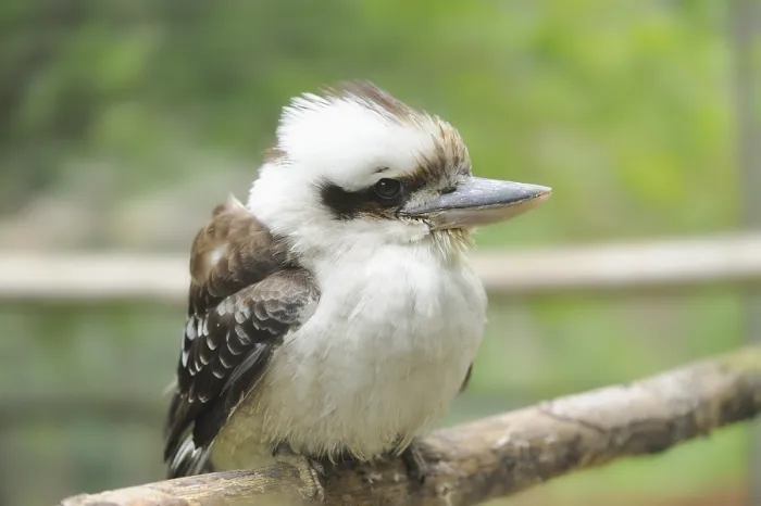 Framed Print : Close-up of a Laughing Kookaburra (Dacelo novaeguineae)