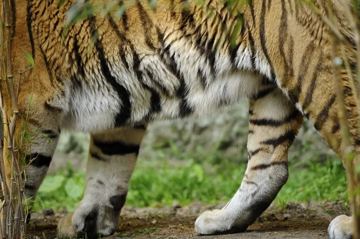 Framed Print : Close-up of the legs of a tiger with striped fur in a natural environment Framed Print : Close-up of the legs of a tiger with striped fur in a natural environment