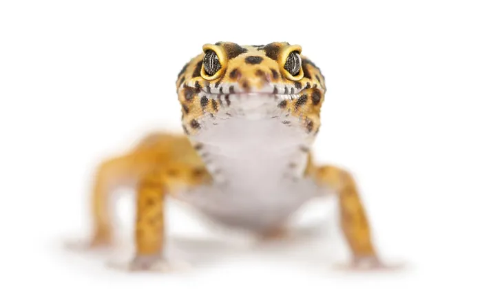 Framed Print : Close-up of a leopard gecko, isolated on white