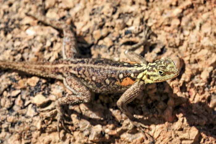Framed Print : Close-up of a lizard on a rock