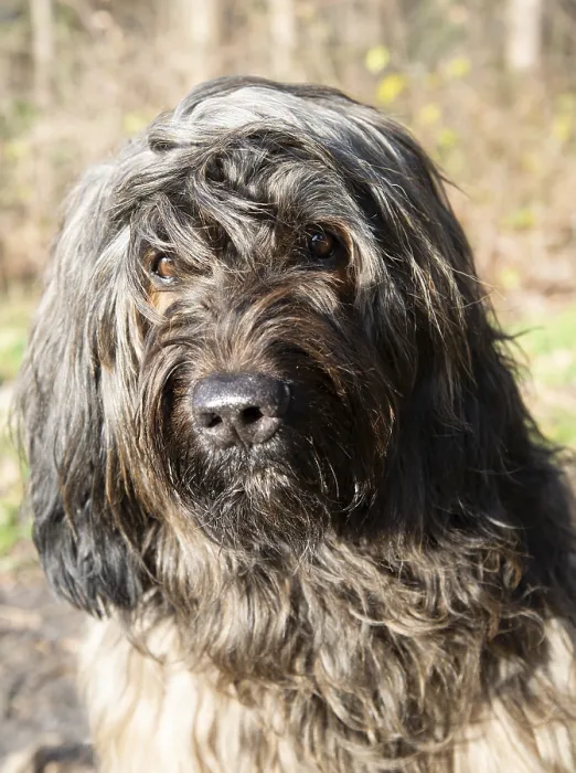 Framed Print : Close-up of a long-haired dog with curious brown eyes