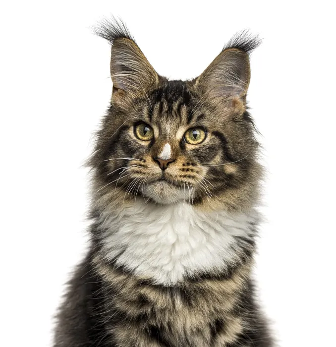 Framed Print : Close-up of a Maine Coon cat looking away isolated on white