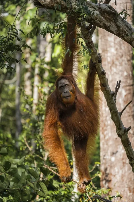 Framed Print : Close-up of male orangutan hanging from a branch Framed Print : Close-up of male orangutan hanging from a branch