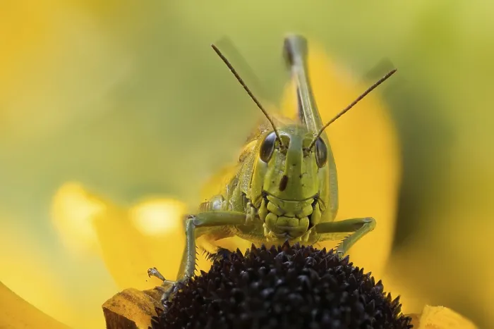 Framed Print : Close-up of a marsh grasshopper (Stethophyma grossum) on a yellow flower