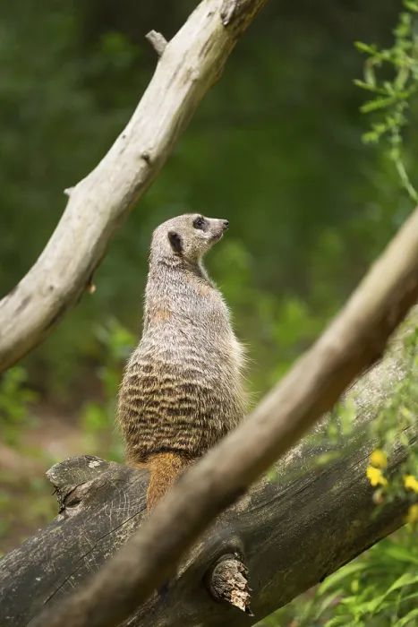 Framed Print : Close-up of a meerkat or suricate (Suricata suricatta) sitting on a tree trunk Framed Print : Close-up of a meerkat or suricate (Suricata suricatta) sitting on a tree trunk
