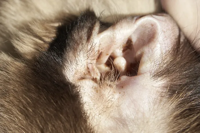 Framed Print : Close-up of a monkey's ear showing detailed fur
