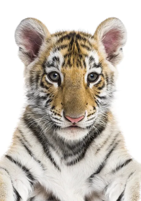 Framed Print : Close-up on a Two months old tiger cub against white background