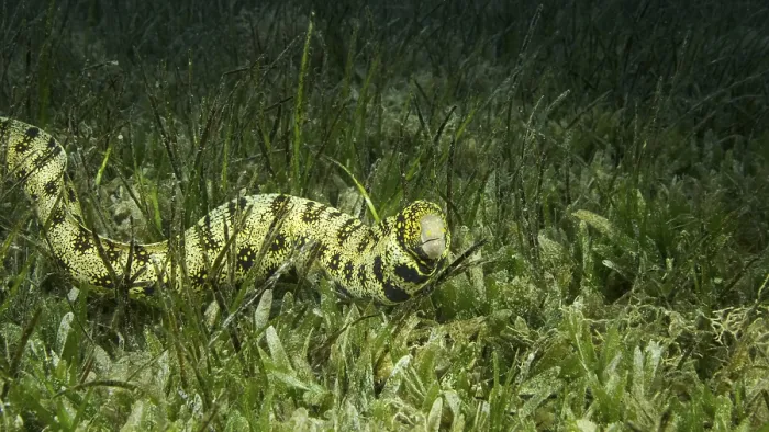 Framed Print : Close-up of Moray slowly swims in green seagrass Framed Print : Close-up of Moray slowly swims in green seagrass