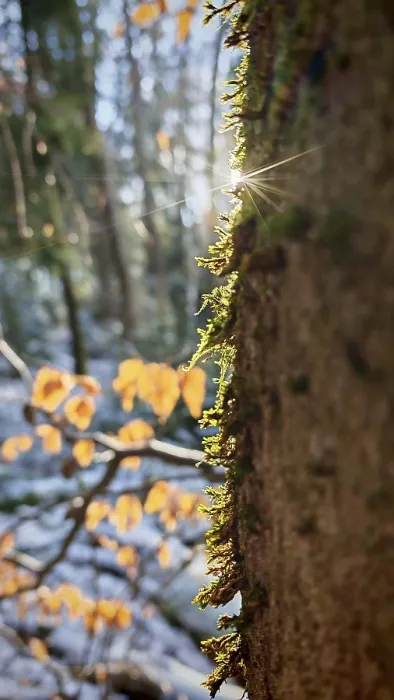 Framed Print : Close-up of a moss-covered tree trunk illuminated by sunbeams