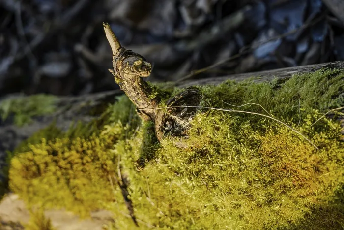 Framed Print : Close-up of a mossy tree trunk with a small branch