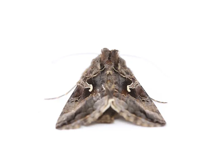 Framed Print : Close-up moth isolated on a white background