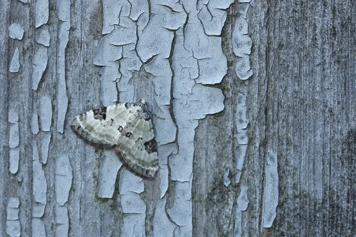 Framed Print : Close-up of Mottled Gray Carpet moth (cladara limitaria) on wall