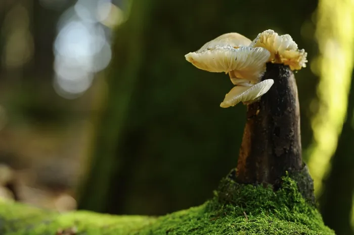 Framed Print : Close-up of mushrooms on a moss-covered tree trunk in the forest with blurred background