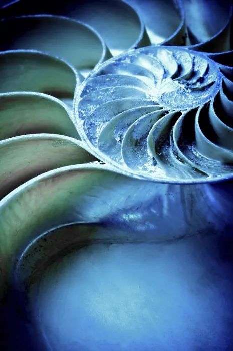 Framed Print : Close-up of a nautilus shell displaying spiral pattern in blue and green hues with a textured abstract feel Framed Print : Close-up of a nautilus shell displaying spiral pattern in blue and green hues with a textured abstract feel