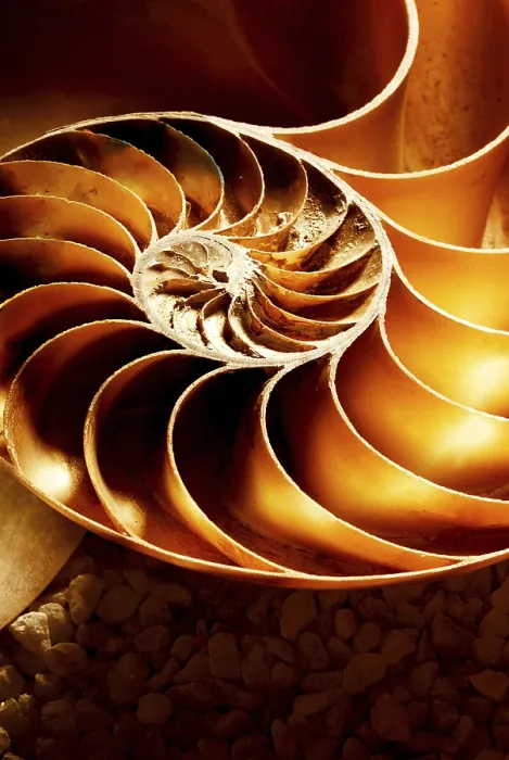 Framed Print : Close-up detail of a Nautilus shell on a ground terrain background