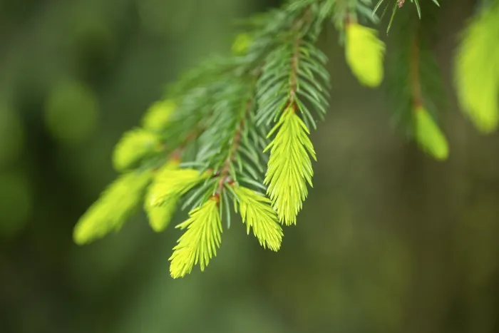 Framed Print : Close-up of a Norway spruce (Picea abies) shoots in a forest in spring Framed Print : Close-up of a Norway spruce (Picea abies) shoots in a forest in spring