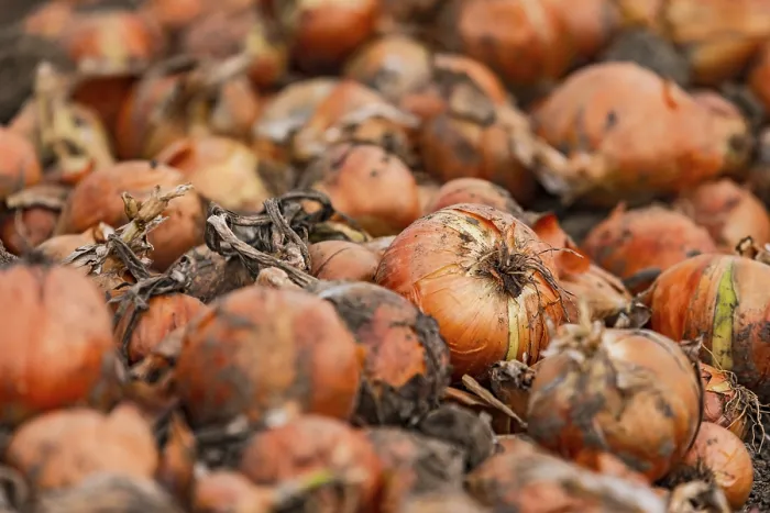 Framed Print : Close-up of onions in the field during onion harvest in autumn Framed Print : Close-up of onions in the field during onion harvest in autumn