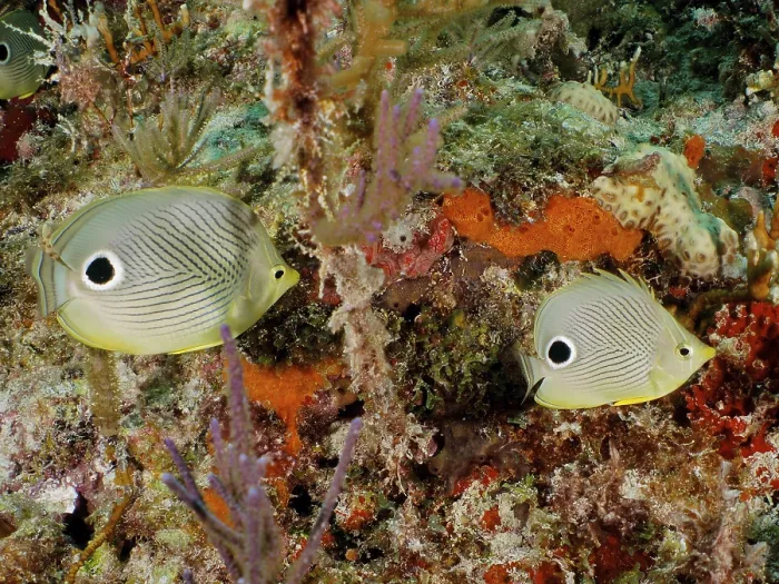 Framed Print : Close-up of a pair of Four-eye Butterflyfish (Chaetodon capistratus) on a tropical coral reef